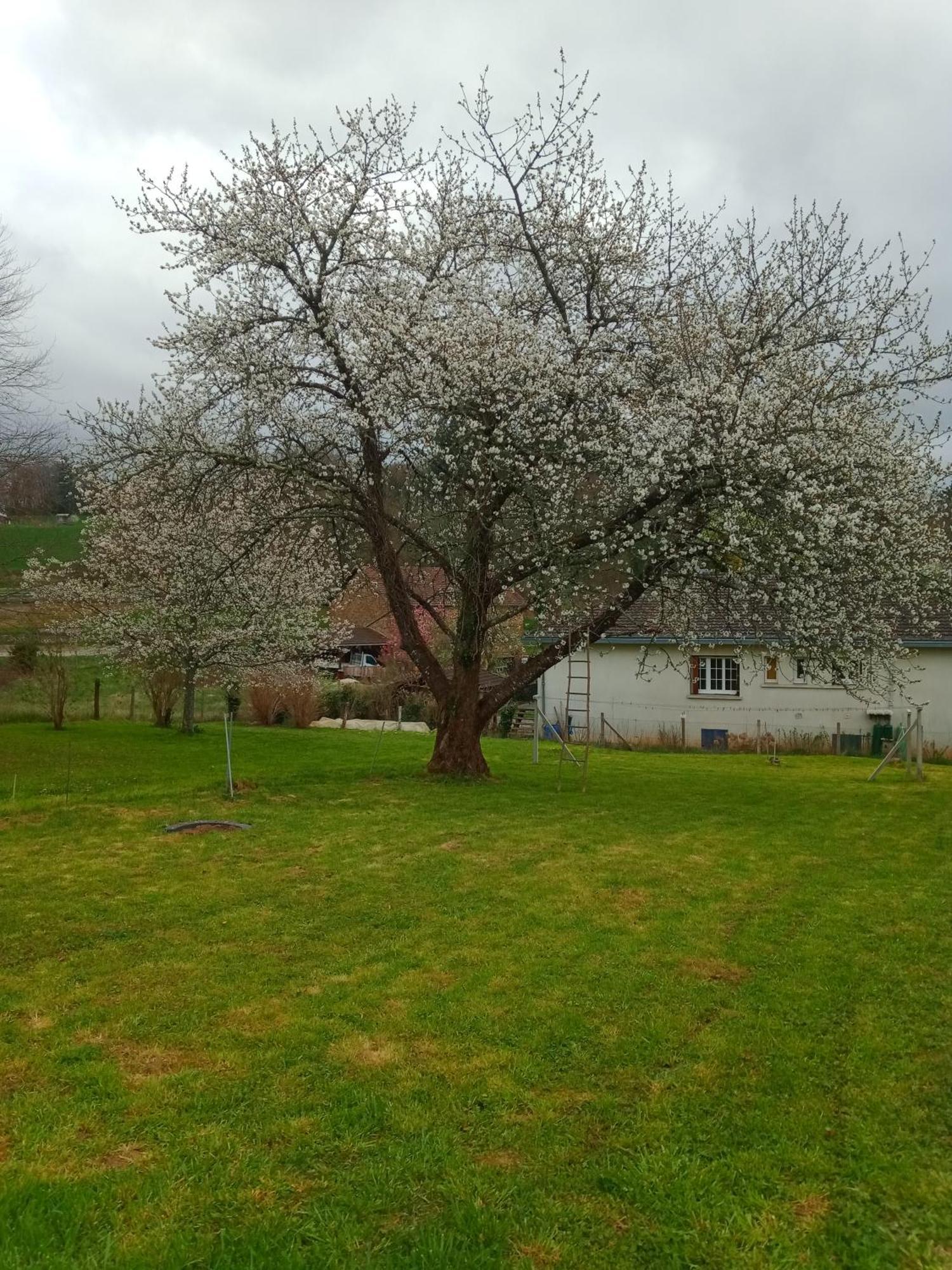 Cherry Blossom House Bujaleuf Exteriör bild